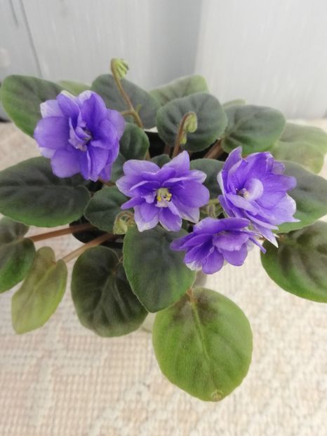 29 ian - ZZ LE Goluboy Potok