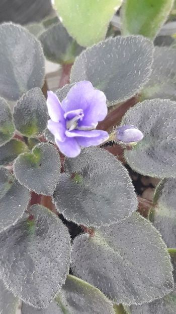 8 feb - Honey Blue Ace