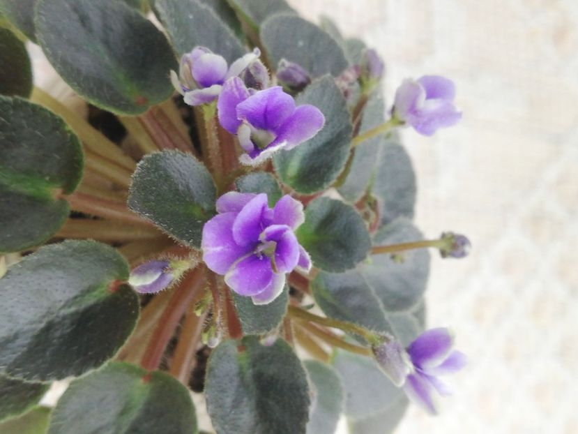 3 mar - Honey Blue Ace