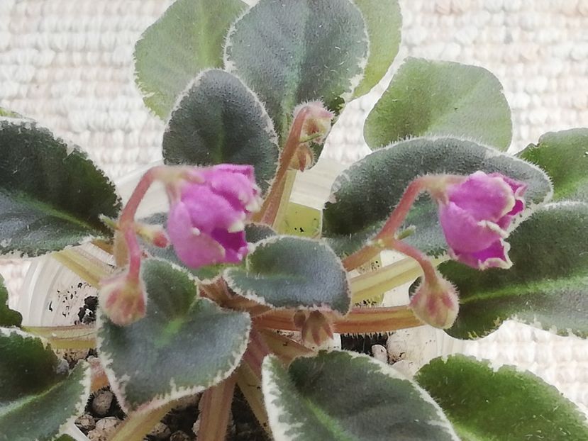 28 feb - Bud s Irish Eyes