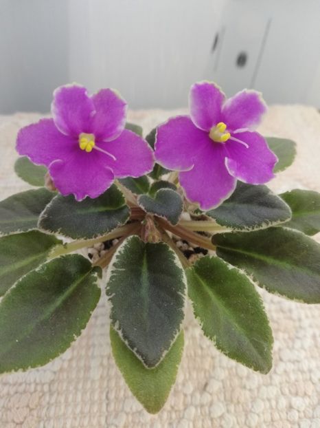 3 mar - Bud s Irish Eyes