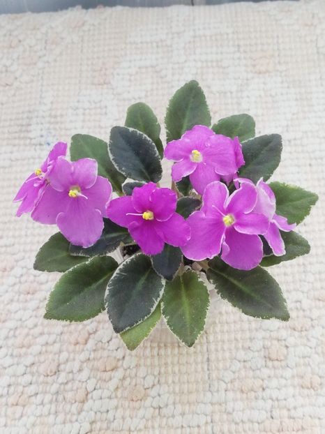 18 mar - Bud s Irish Eyes