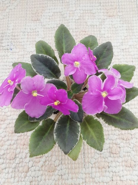 18 mar - Bud s Irish Eyes