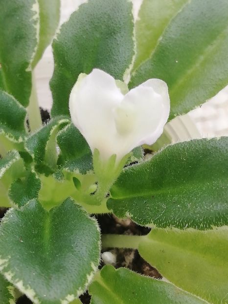 28 feb - LE Strekoza