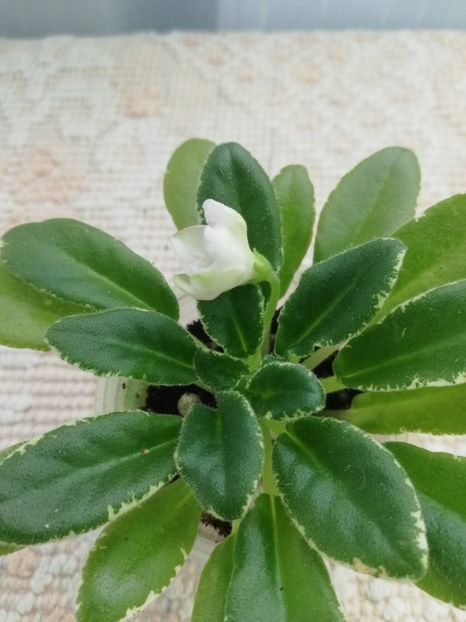 28 feb - LE Strekoza