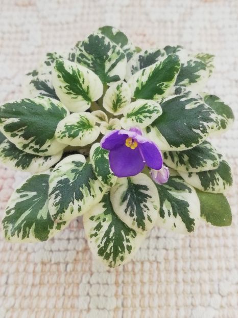 18 mar - N Kot Bajun