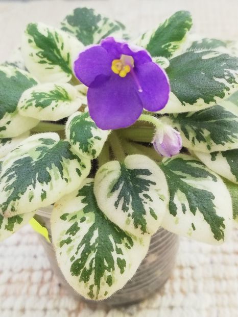 18 mar - N Kot Bajun