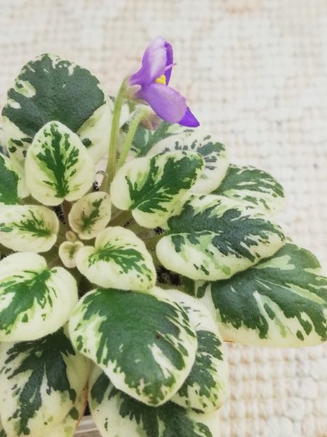 18 mar - N Kot Bajun