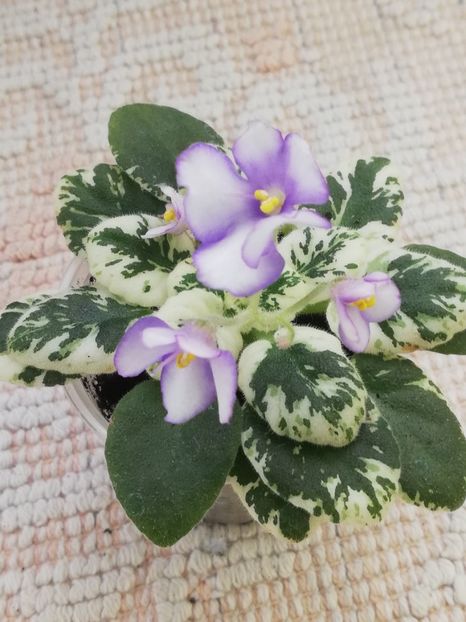 18 mar - N Gorniy Vosduh