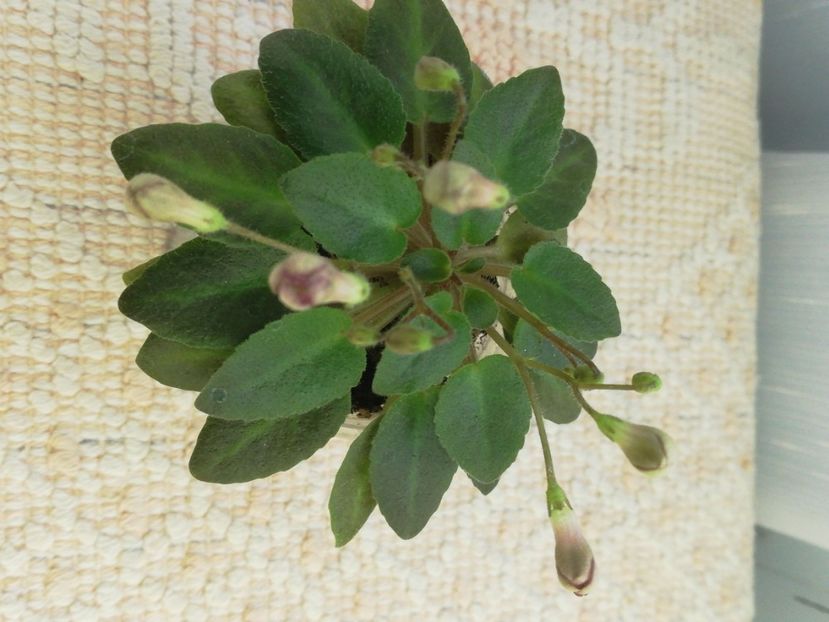 27 dec - Morgan s Sweet Patootie