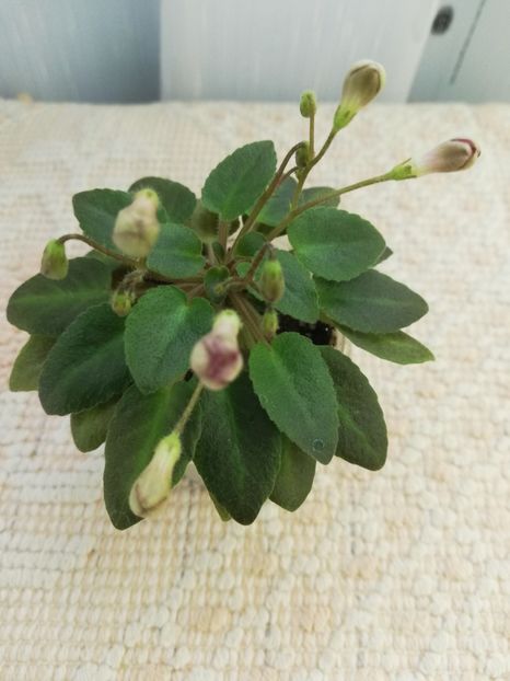 27 dec - Morgan s Sweet Patootie