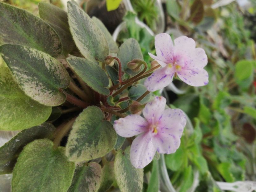 29 ian - MK Stayka Motiljkov