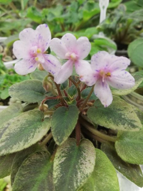 29 ian - MK Stayka Motiljkov