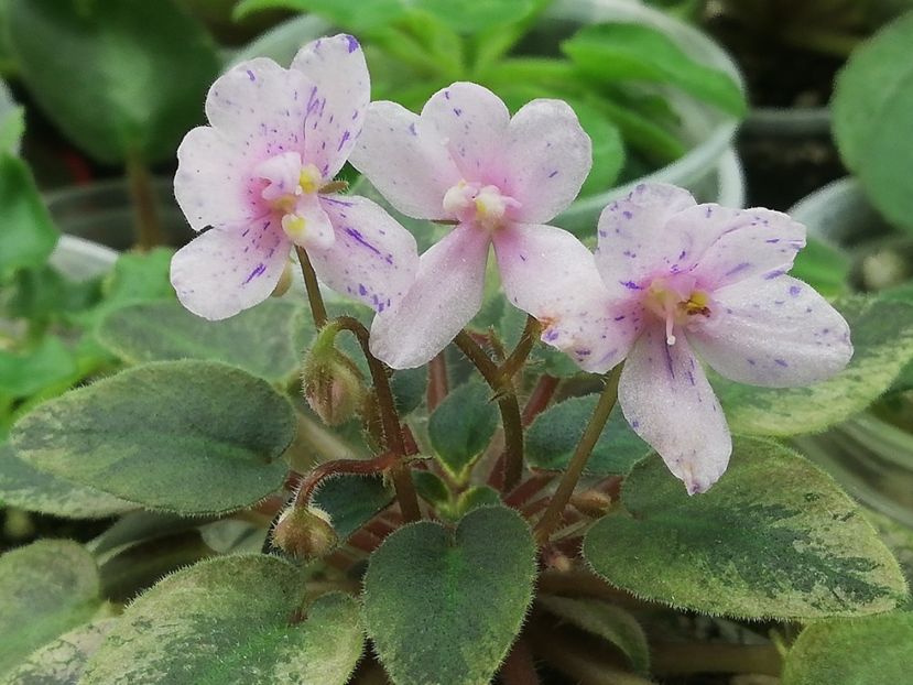 29 ian - MK Stayka Motiljkov