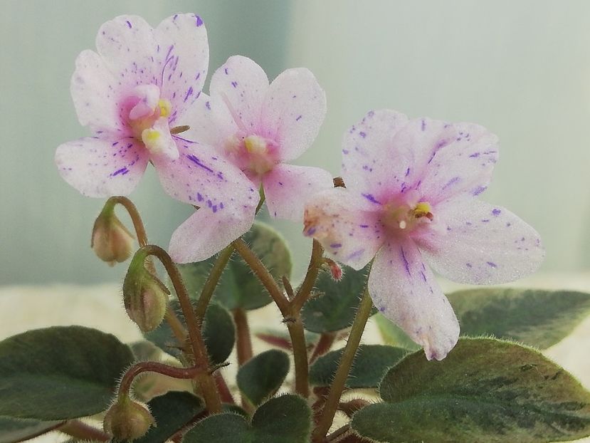 29 ian - MK Stayka Motiljkov