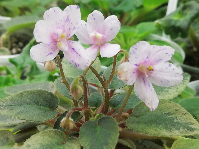 29 ian - MK Stayka Motiljkov