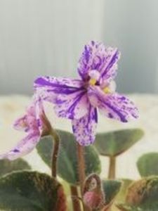 20 feb - MK Nochniye Motiljky