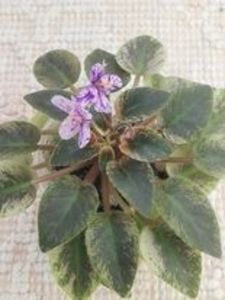 20 feb - MK Nochniye Motiljky