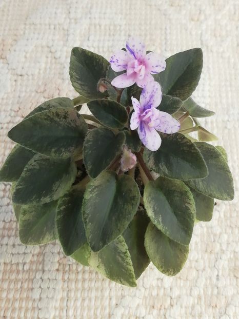 27 apr - MK Nochniye Motiljky