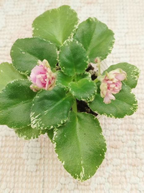 28 mar - Morgan s Bibighar