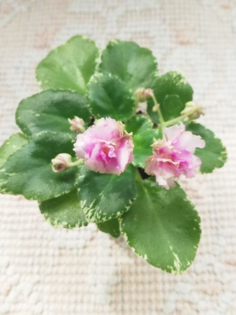 3 apr - Morgan s Bibighar