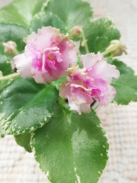 3 apr - Morgan s Bibighar