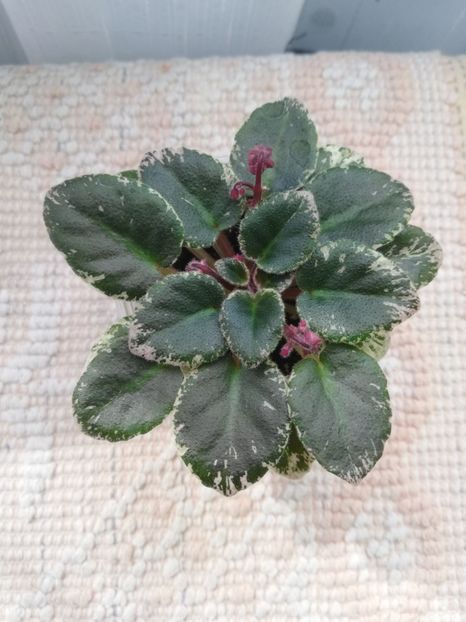 3 apr - Morgan s Bibighar