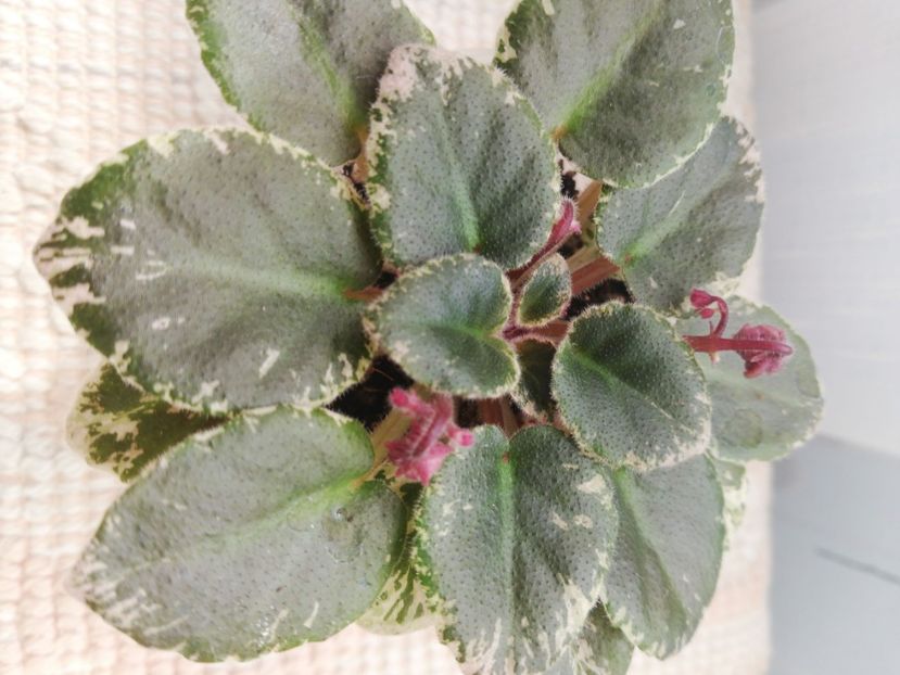 3 apr - Morgan s Bibighar