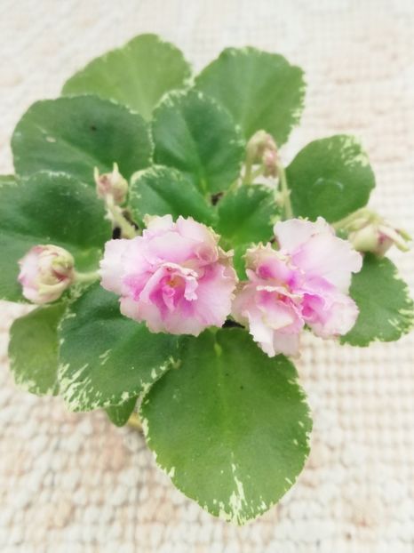 8 apr - Morgan s Bibighar