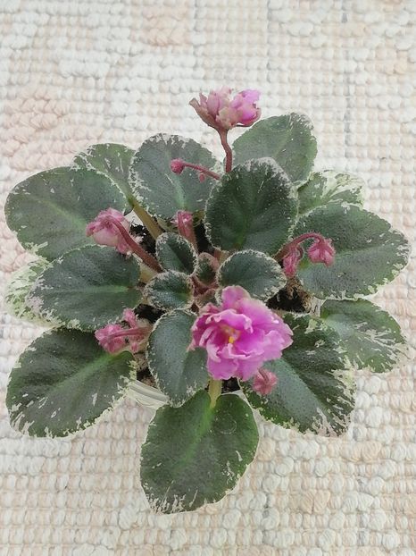 17 apr - Morgan s Bibighar