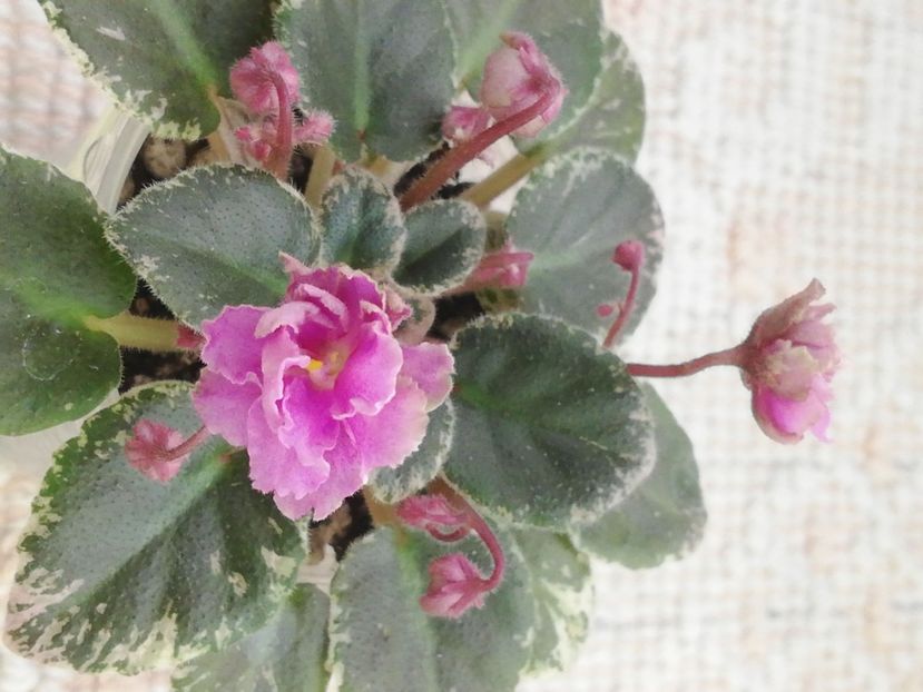 17 apr - Morgan s Bibighar