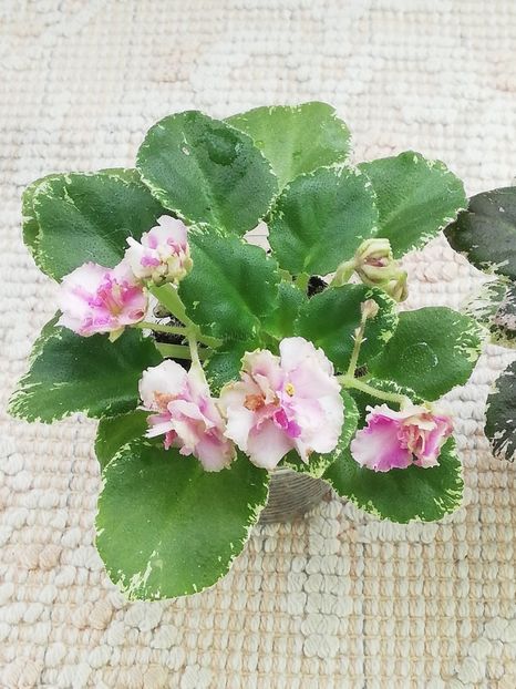 17 apr - Morgan s Bibighar