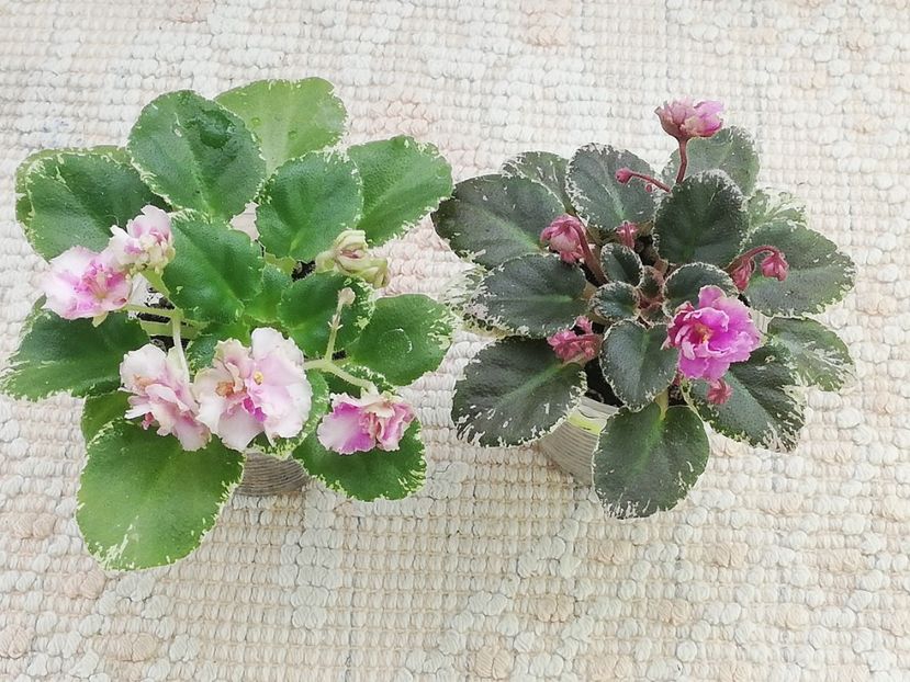 17 apr - Morgan s Bibighar