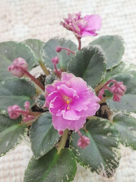 19 apr - Morgan s Bibighar