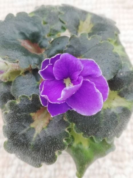 8 apr - Rob s Lilliputian