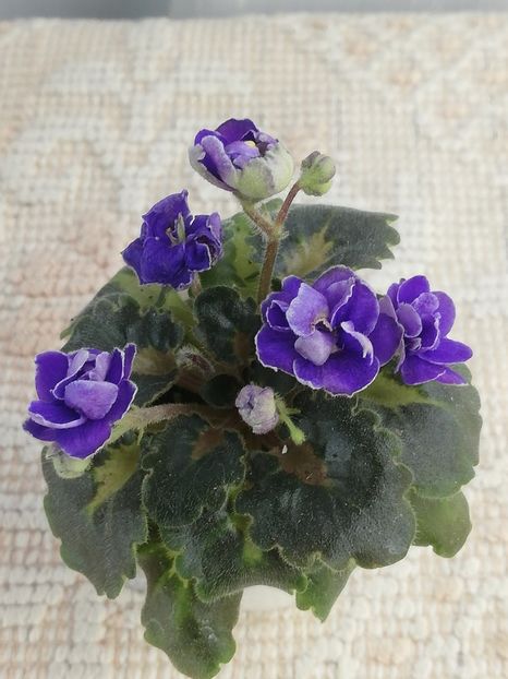 27 apr - Rob s Lilliputian