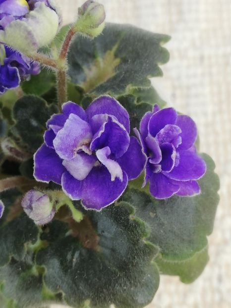 27 apr - Rob s Lilliputian