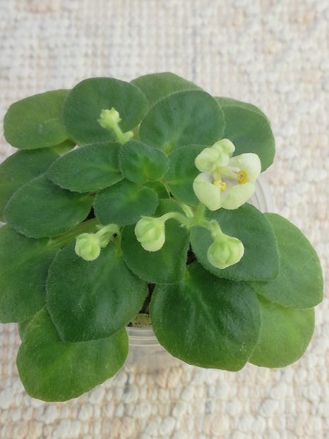 29 ian - Mac s Whazzaat