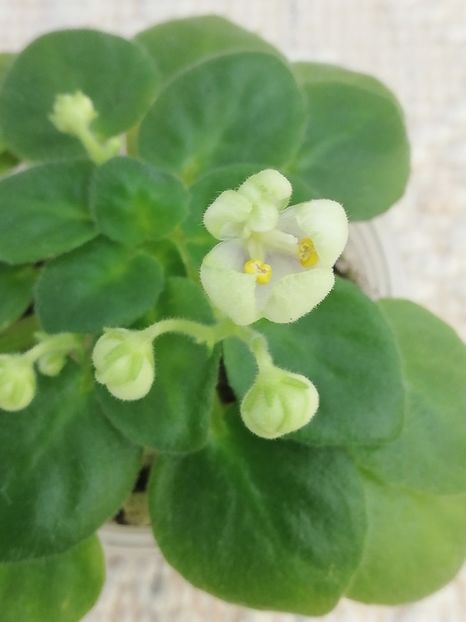 29 ian - Mac s Whazzaat