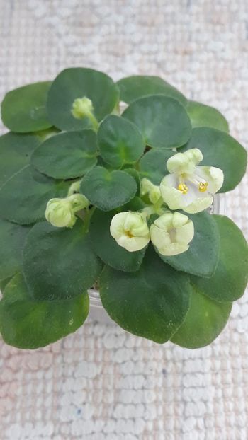 2 feb - Mac s Whazzaat