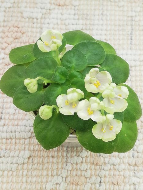 16 feb - Mac s Whazzaat