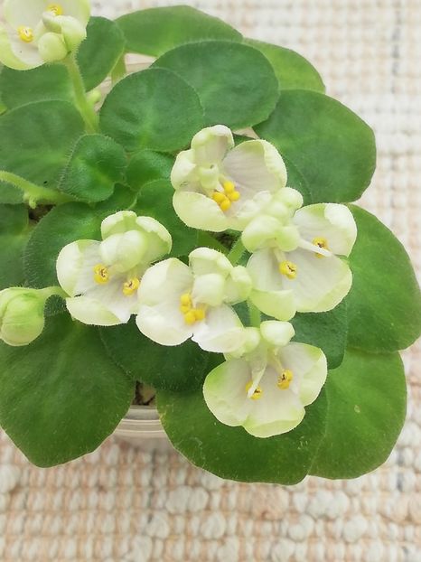 16 feb - Mac s Whazzaat