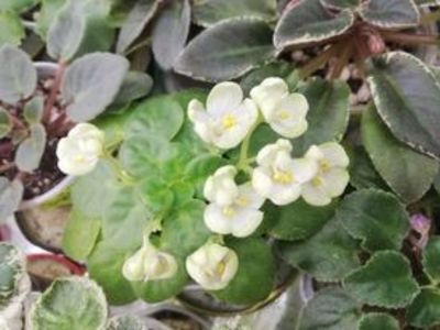 20 feb - Mac s Whazzaat