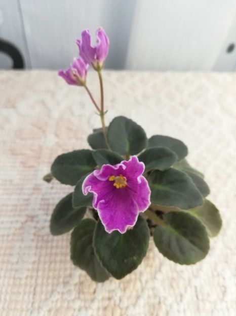 29 ian - N Sa Liubovj!!