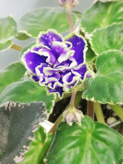 26 feb - ND Bosfor Vostochnyy