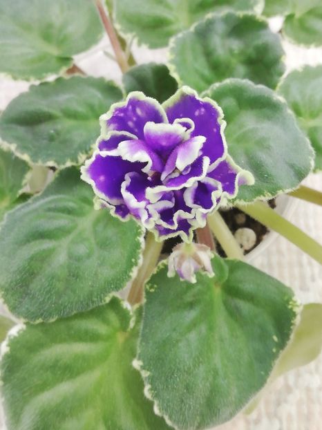 26 feb - ND Bosfor Vostochnyy