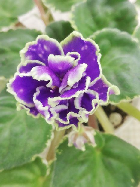 26 feb - ND Bosfor Vostochnyy