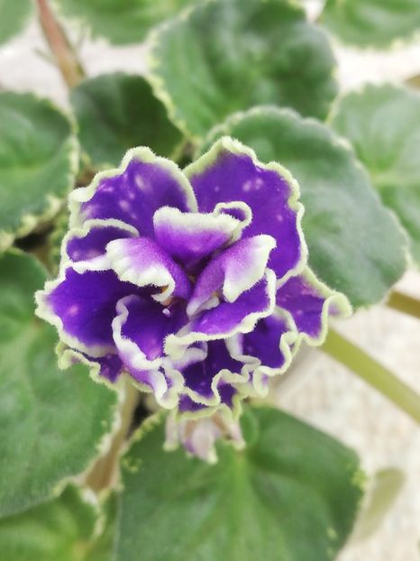 26 feb - ND Bosfor Vostochnyy