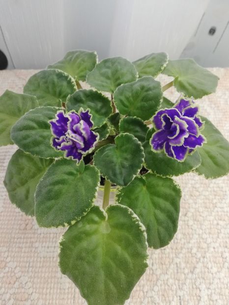 3 mar - ND Bosfor Vostochnyy