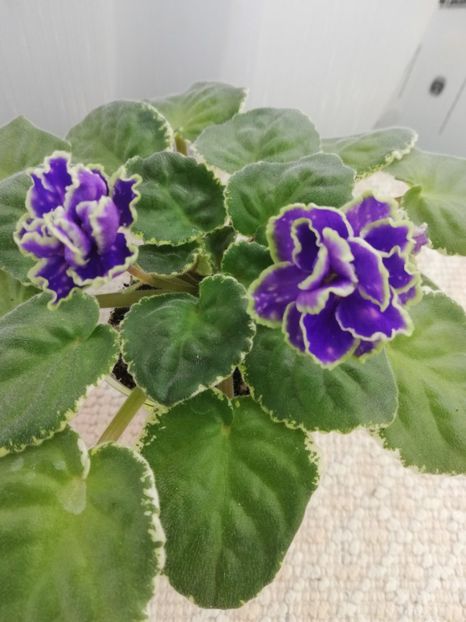 3 mar - ND Bosfor Vostochnyy